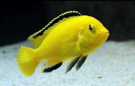 Labidochromis Yellow Milar